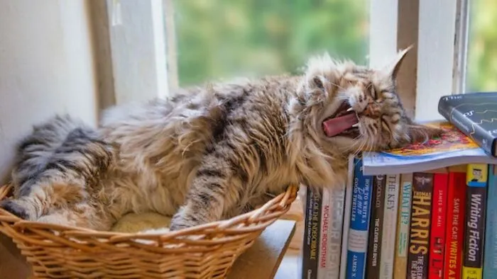 Cats Count...right?