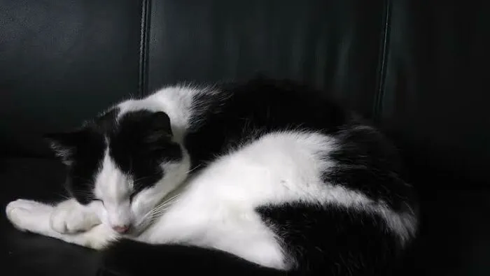 Mishy The Cat