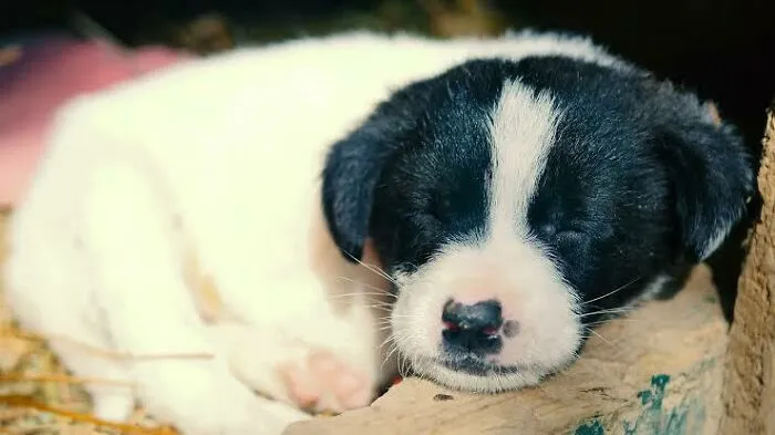 Skye When She Was 2 Months! Now She Is 5 Years Old Doing Wonderfully!