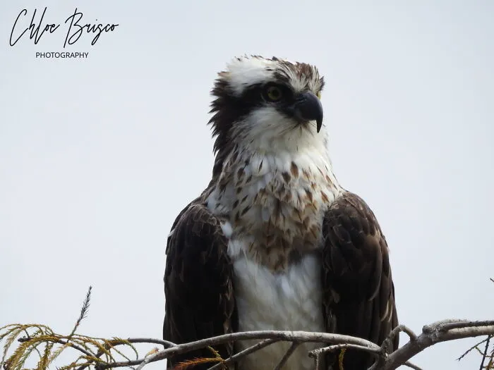 Osprey (I Have Better Ones But I Couldn't Pick)