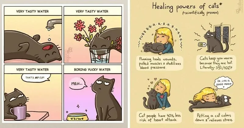 Cats