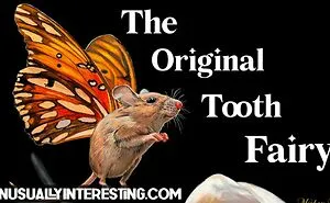 The Original Tooth Fairy Was A Mouse, A Brief History Of "Shed Tooth Rituals"