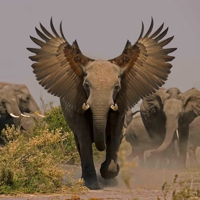Eagelephant
