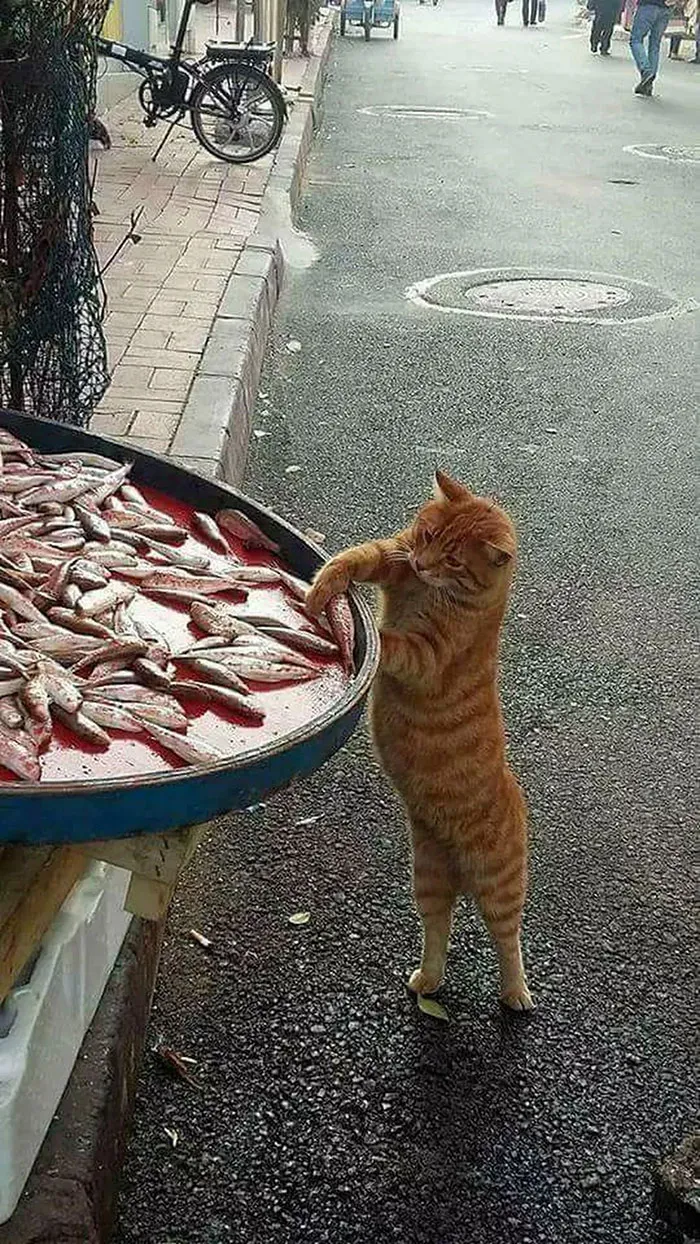 Lindo ladrón