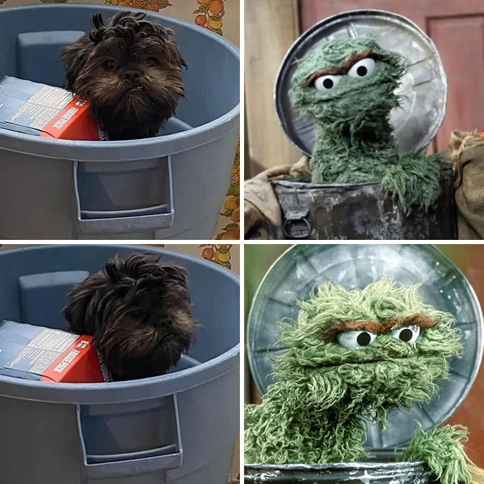 Mi muchacho fue sorprendido en el bote de la basura y me hizo darme cuenta de que soy el dueño de Oscar el Gruñón