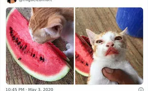 50 Hilarious Examples Of Pets Being Caught Red-Pawed When Stealing Food (New Pics)