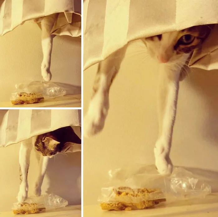 Busted Trying To Steal My Cantucci Biscuits