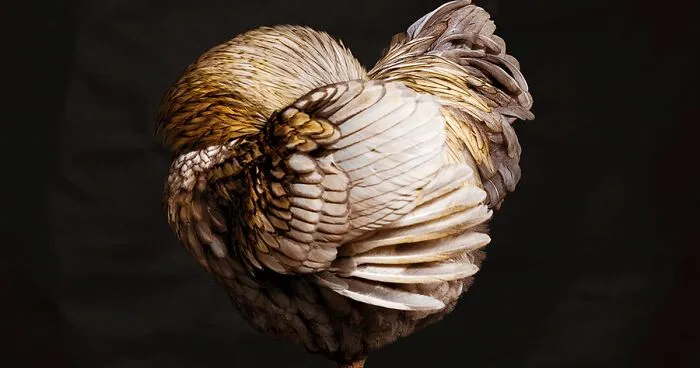 Here Are 15 Photos By This Artist That Reveal How Hens And Roosters Are Walking Pieces Of Art
