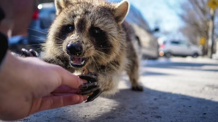 20 Cosas que nunca deberías hacer en Canadá