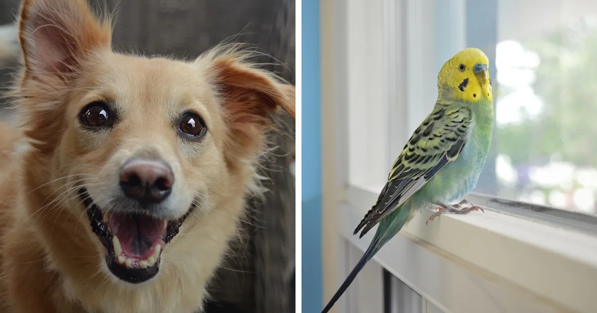 He fotografiado a estos animales rescatados para demostrar que merecen una segunda oportunidad (21 fotos)