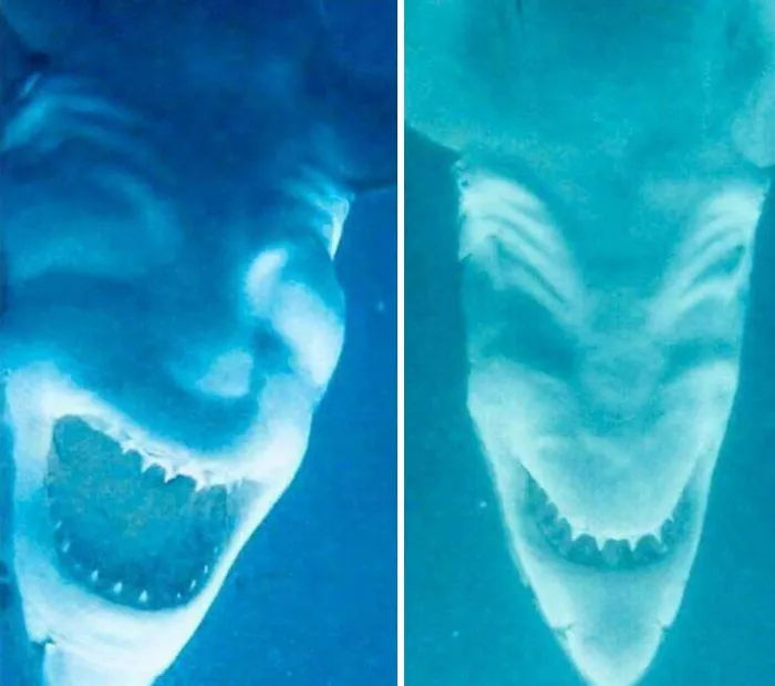 Tiburones boca abajo
