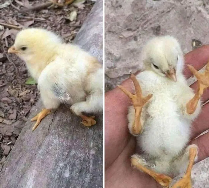 Pollito nacido  con un defecto genético, así que tiene 4 patas