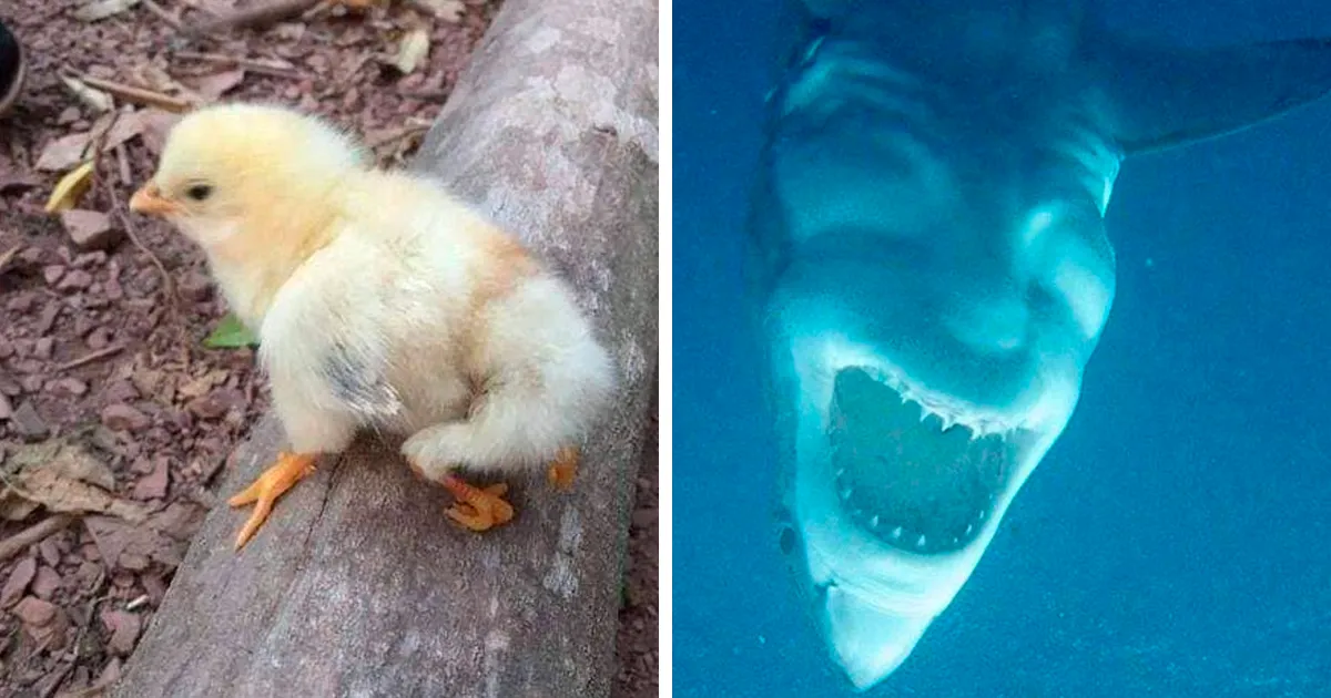 “Vale, yo me largo de aquí”: 30 fotos extrañamente aterradoras