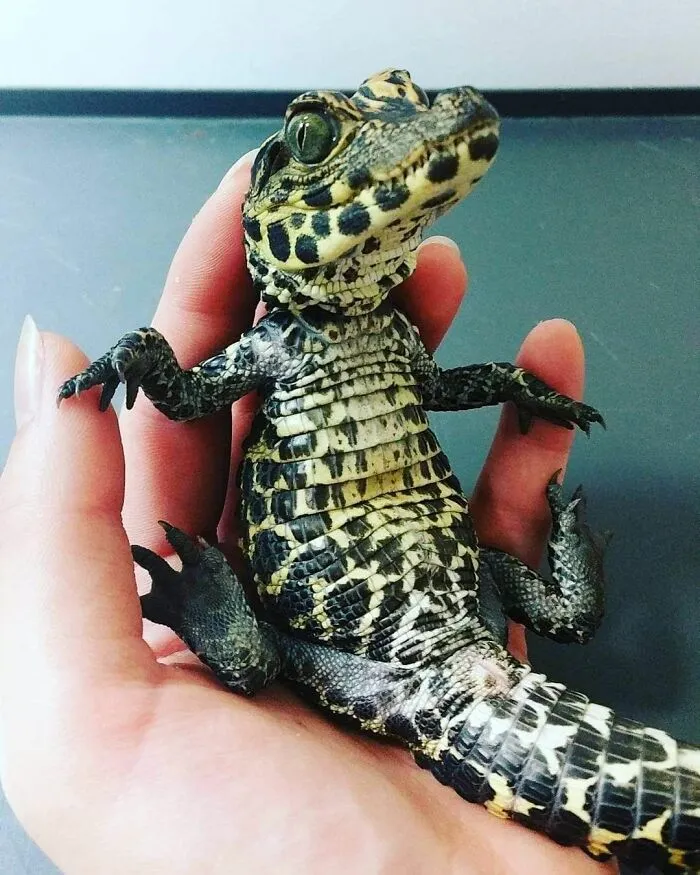 Found This On Google While I Was Going Through A Crocodilian Obsession.
