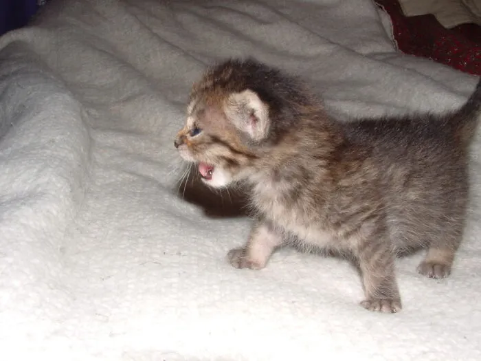 Little Ollie 4 Weeks Old