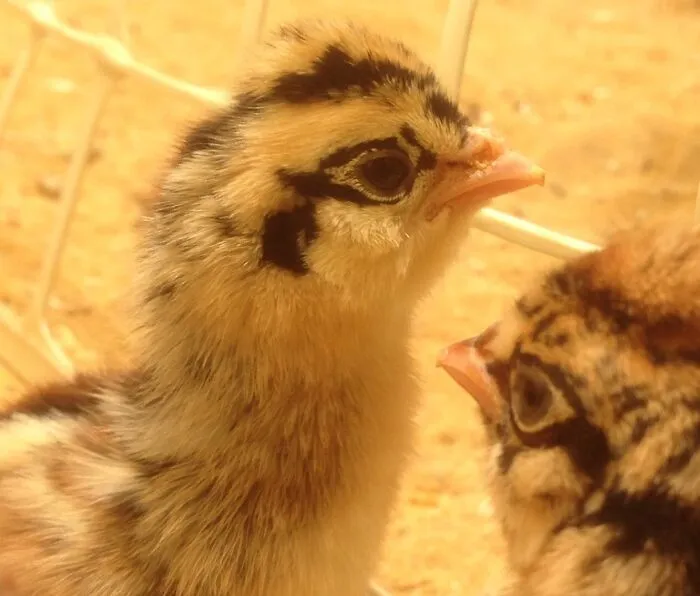 Artemis, A Chicken