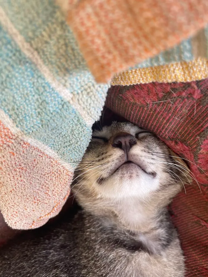 Purrrr… Zzz…