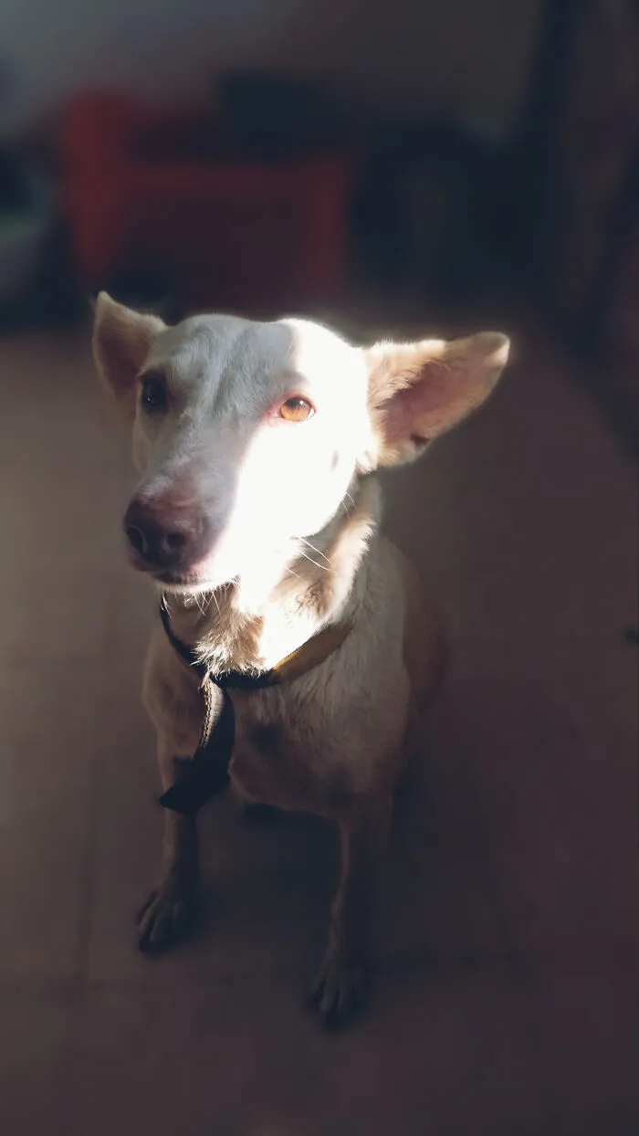 Meet Punu