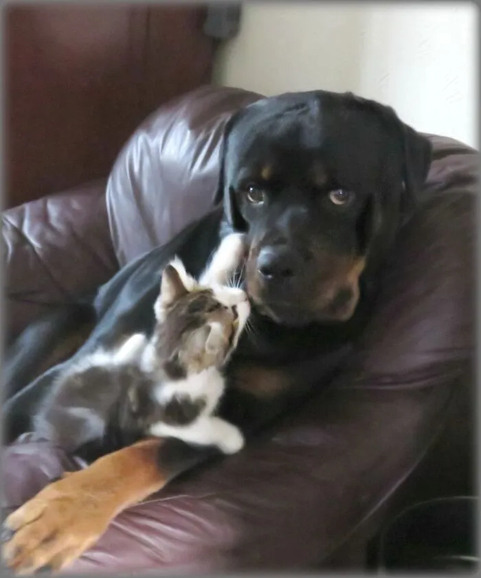 Little Lucy With Big Brother Toby