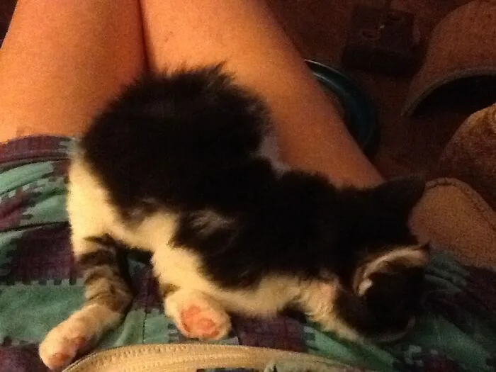 Oswald-6 Weeks Old