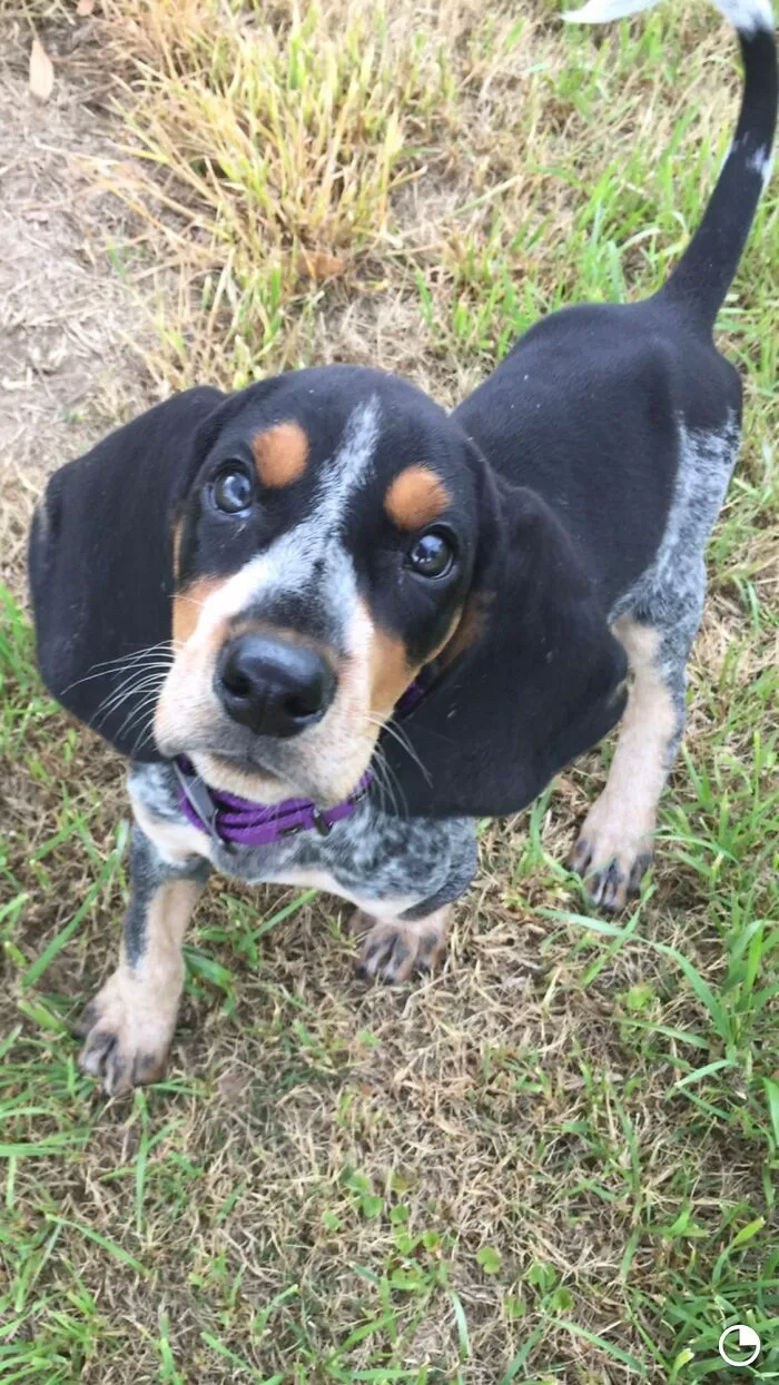 My Rowdy As A Puppy!