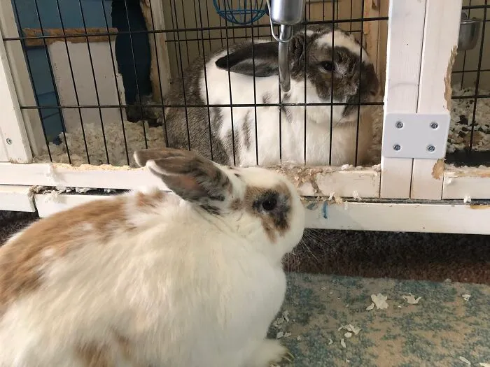 Cinnabon And Oreo