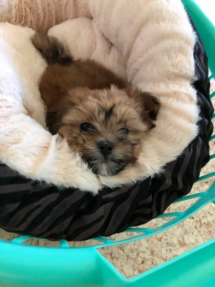 My Beautiful Chloe The Day She Came Home.