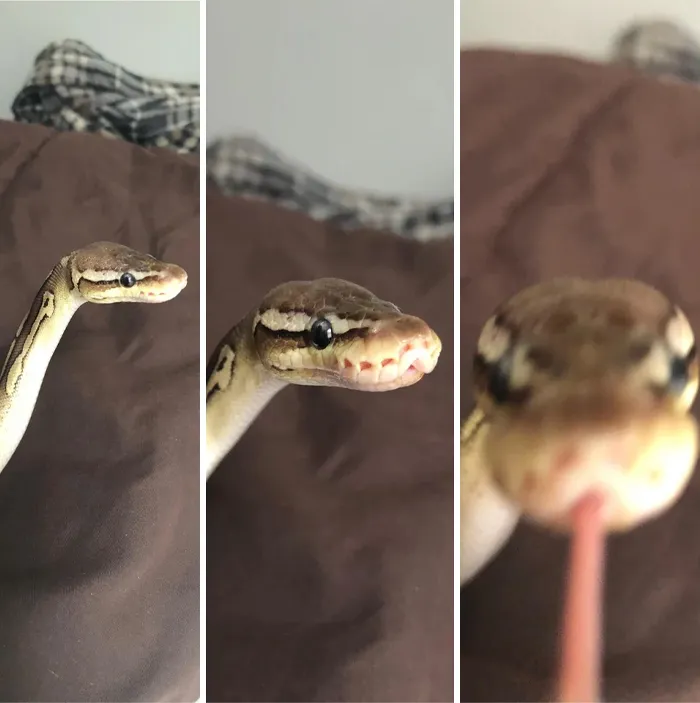 Close-up images of a snake with a cute expression, showcasing its detailed patterns and inquisitive pose.