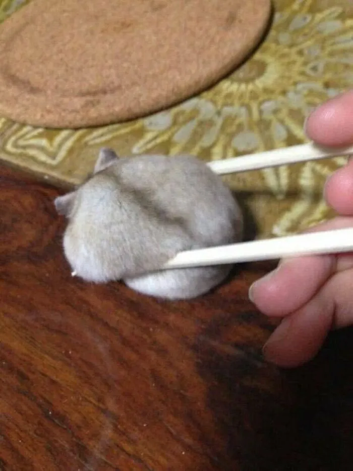 "Japón sin contexto": 37 fotos divertidas y extrañas que demuestran lo singular que es Japón
