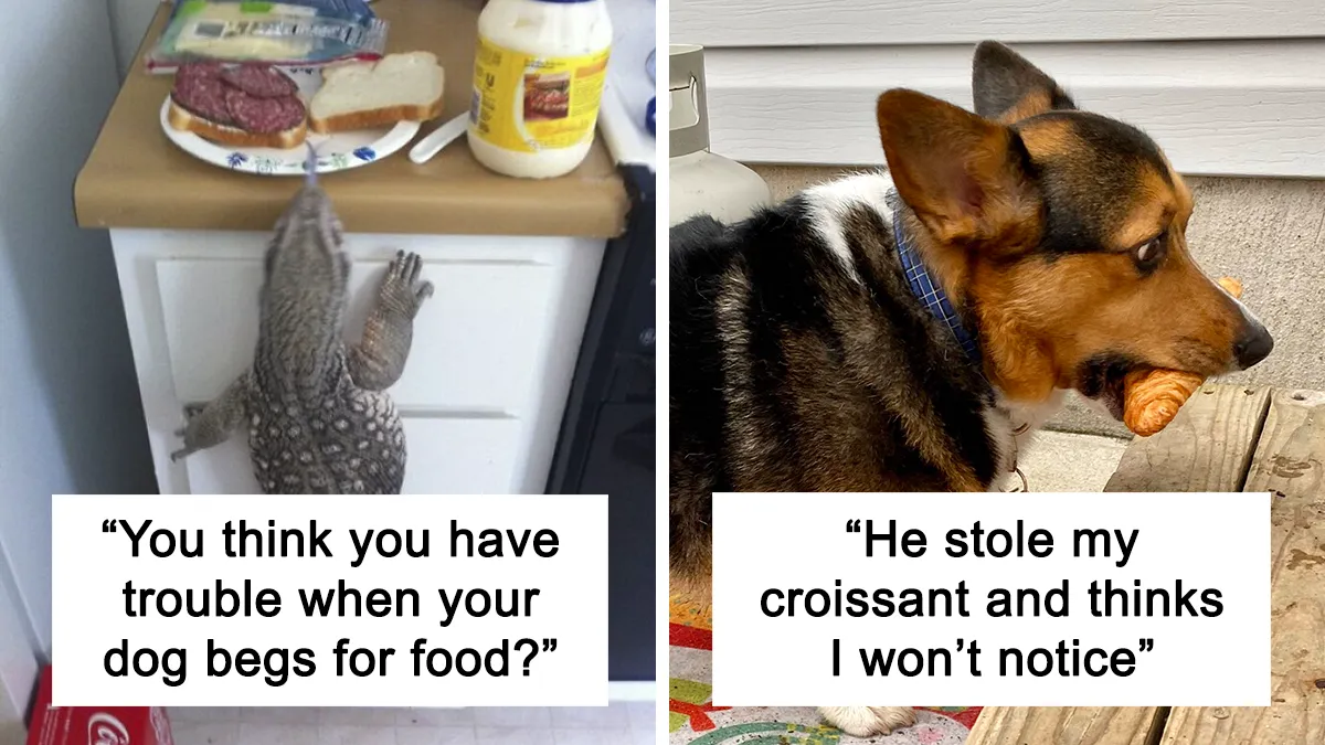 50 Hilarious Examples Of Pets Being Caught Red-Pawed When Stealing Food (New Pics)