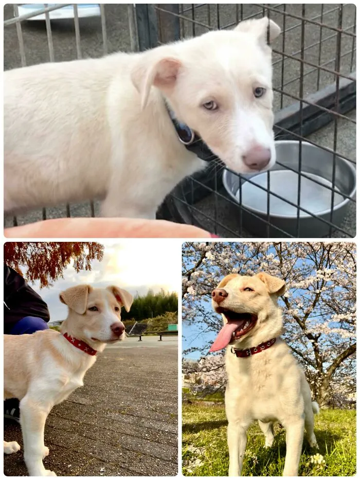 From Scared Puppy To A Handsome Boy Living His Best Life