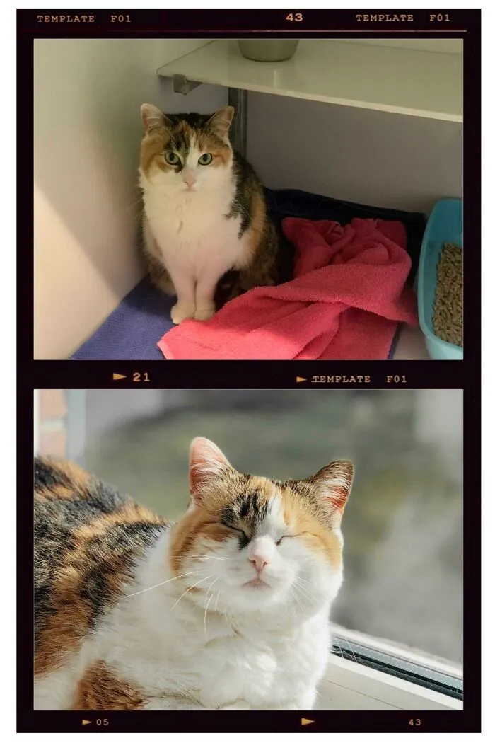 Disney antes y después de la adopción