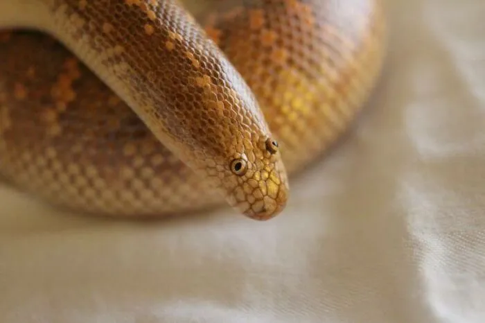 La boa de las arenas de Arabia parece el esfuerzo de un niño pequeño intentando dibujar una serpiente