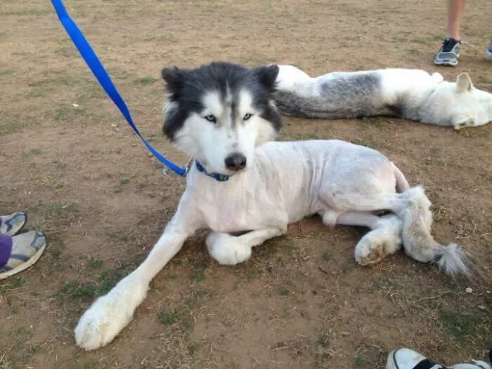¿Habías visto alguna vez a un Husky afeitado? Ahora ya lo has visto