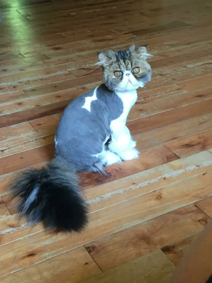 El peluquero me dijo que no me riera de él. He fallado