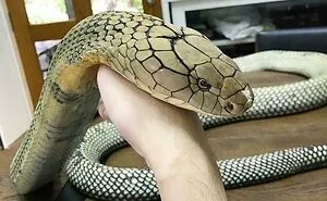 30 Cute Snakes That Will Make You Rethink Your Fear of Them