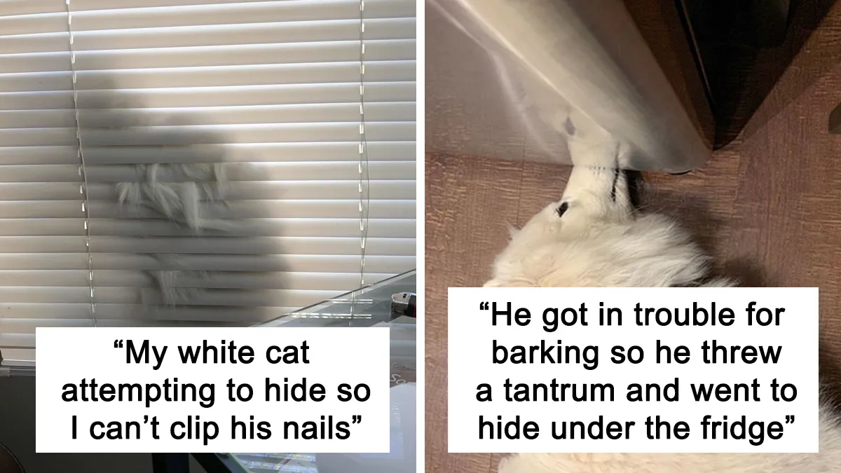 50 Pets Who Thought They Were Hiding, But Actually Weren't