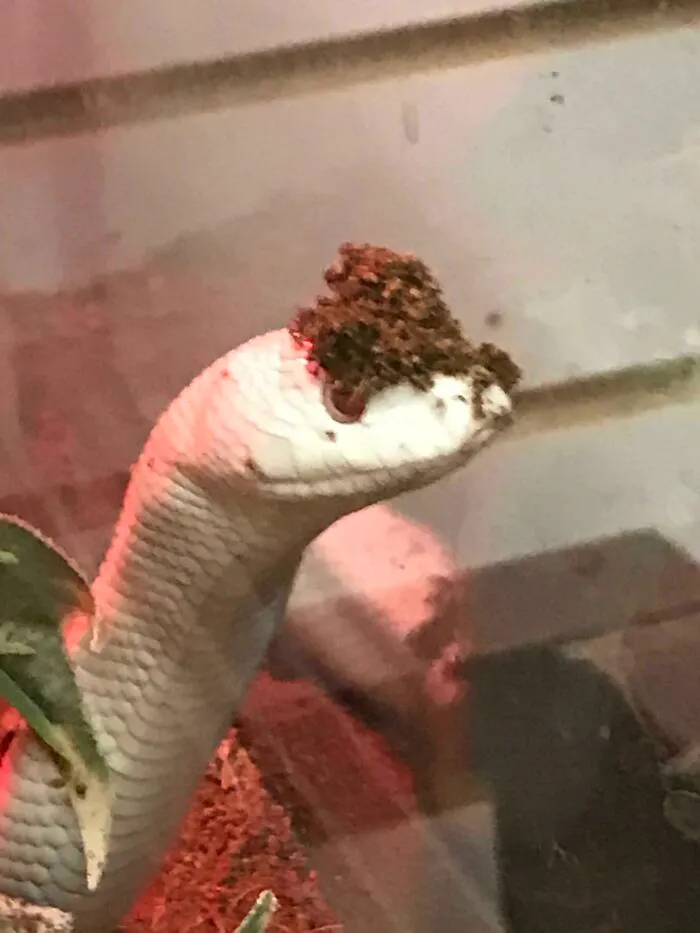 A cute snake with soil on its head, creating an adorable and quirky look in its enclosure.