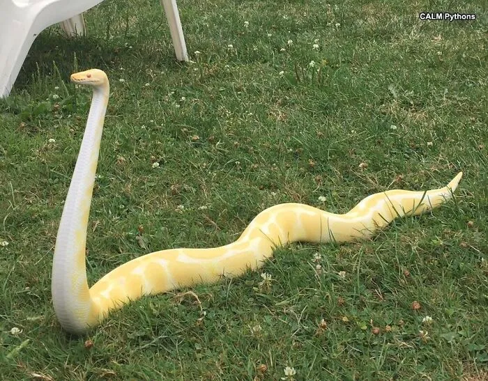 Yellow and white snake sitting gracefully on the grass, a cute example of a nope rope.