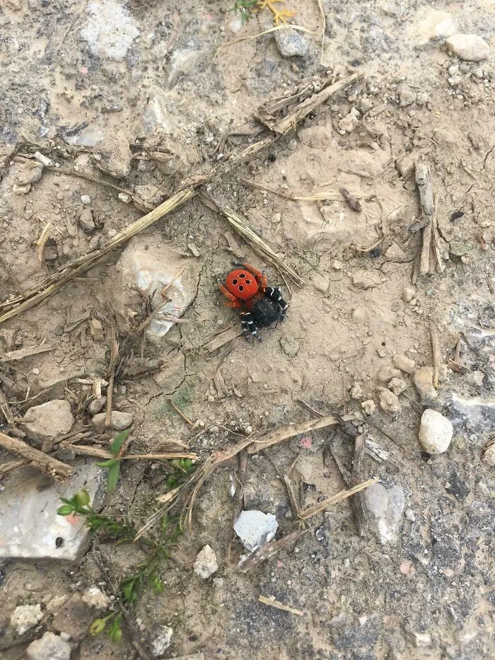 He encontrado esta increíble araña