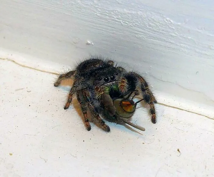 Frank, la araña saltadora que se come las moscas que entran en casa