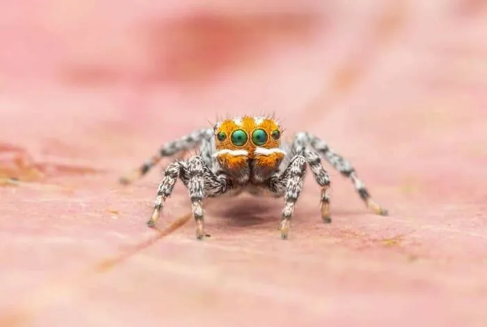 Esta araña encontrada en mi ciudad es una nueva especie