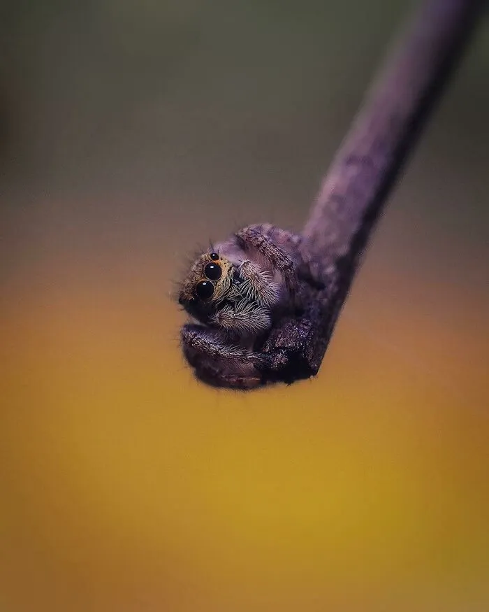 Araña saltadora en el bosque