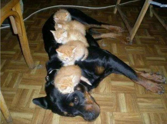 My Name Is Ned, Now I'm A Bed, And If I Ruffs, I Scare The Fluffs, I Cannot Move, I Just Play Dead, My Name Is Ned, And I'm A Bed