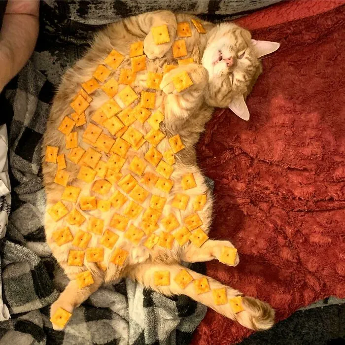 Nos aburrimos y nuestro gato es un dormilón, así que le ayudamos a hacer honor a su apodo