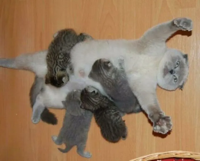 Motherhood