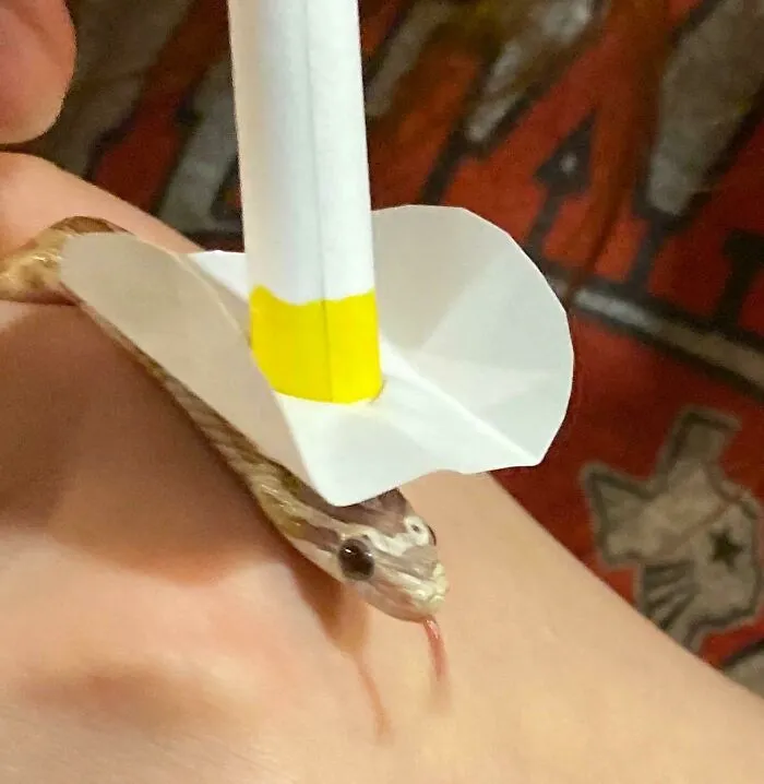 Cute snake wearing a paper hat, tongue out, on a hand.