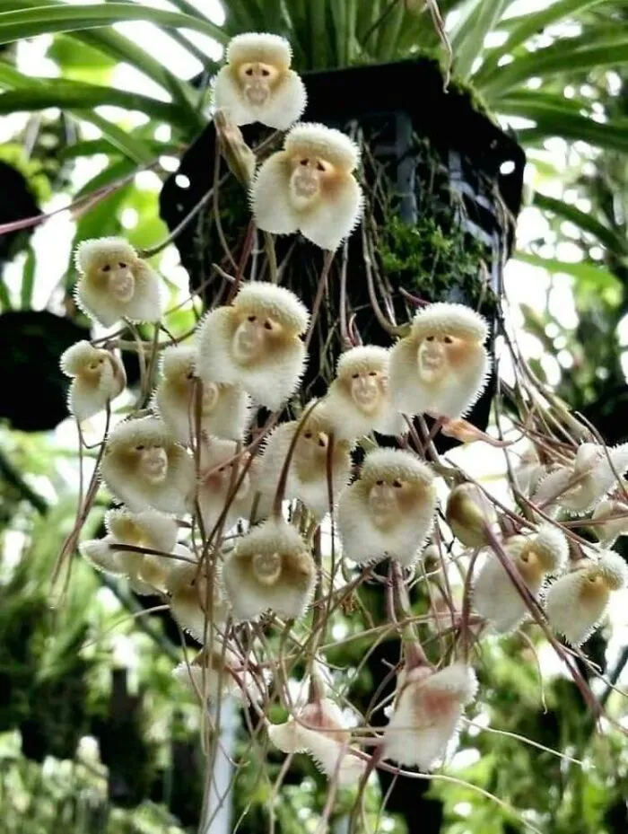 Flores Mono del Himalaya. Florecen una vez cada 20 años