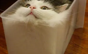 “This Is My Life Now”: 50 Funny Pics Of People And Animals Accepting Uncommon Situations