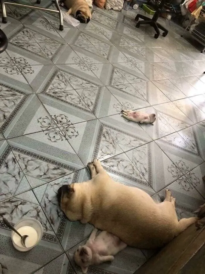 Esa vida de cachorros